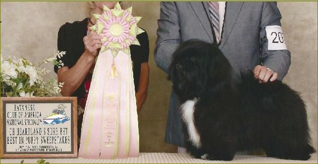What is the Havanese Club of America?