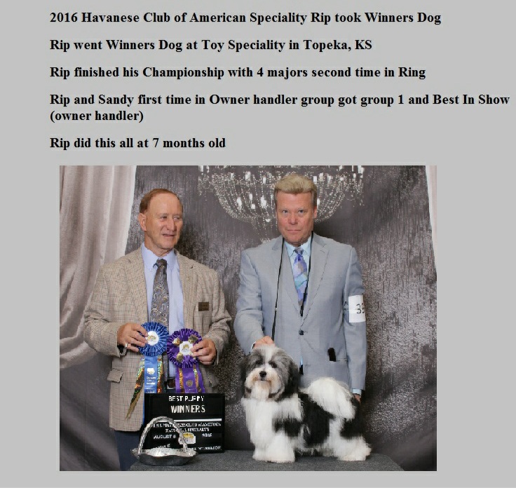 Rip took Winners Dog and Best Puppy at 2016 havanese nationals